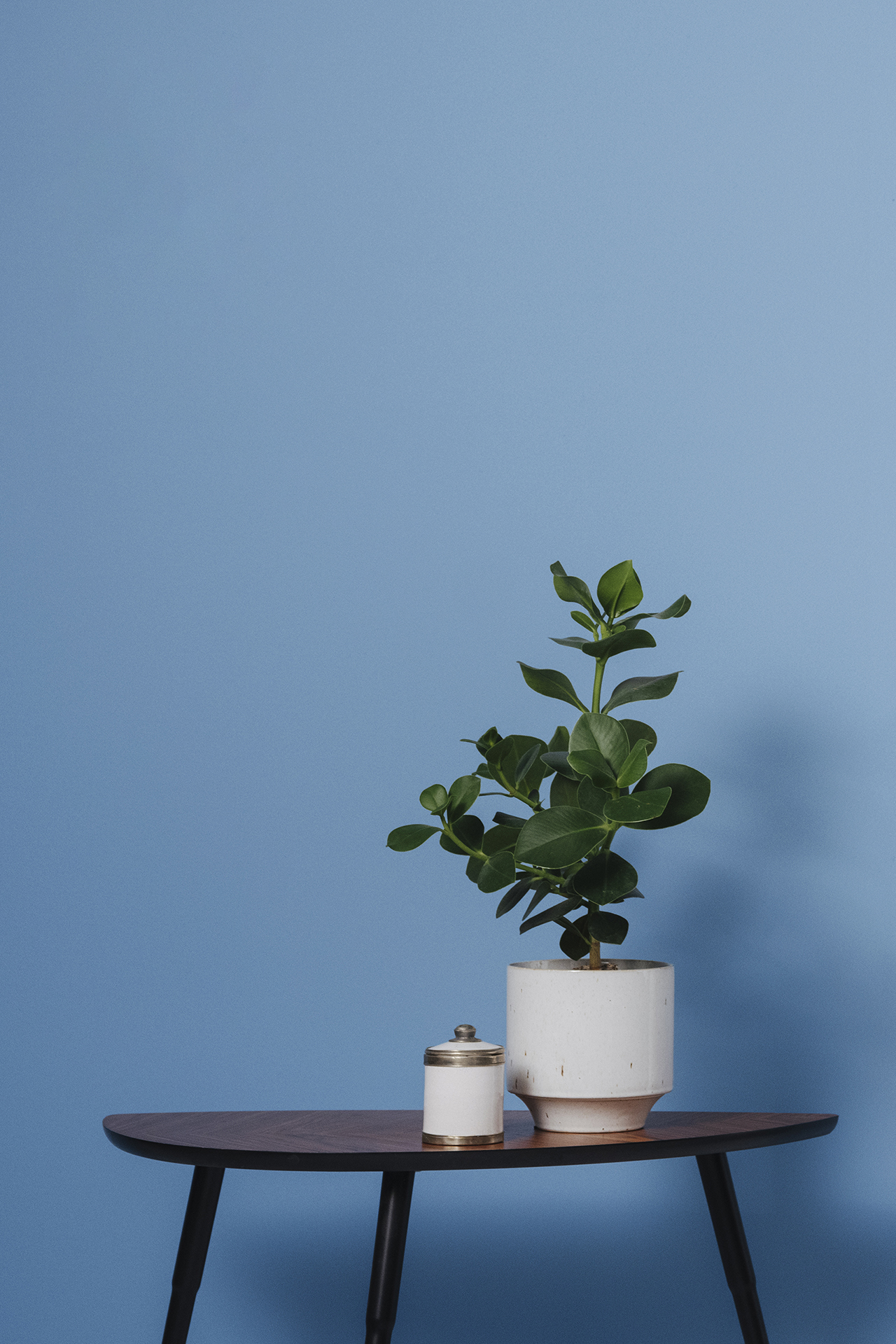 Plant on side table in front of blue wall
